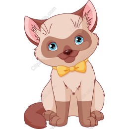 Charming Siamese Cat