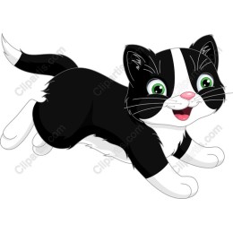 Charming Black and White Kitten