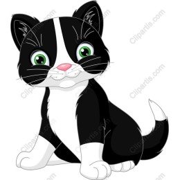 Charming Black and White Kitten
