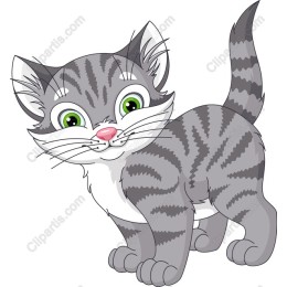 Playful Gray Kitten