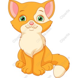 Adorable Orange Cat