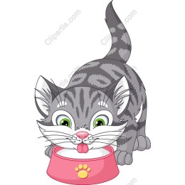 Playful Gray Kitten Drinking Water