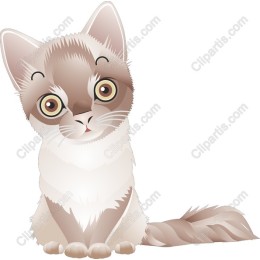 Fluffy Cat