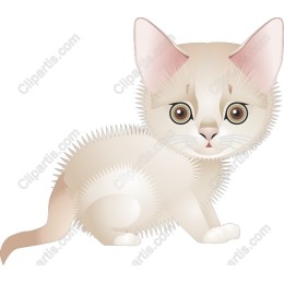 Fluffy Cat
