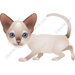 Playful Siamese Kitten