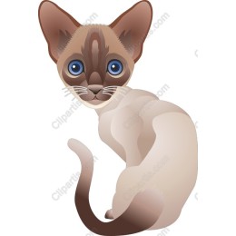 Siamese Cat