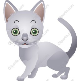 Adorable Silver Cat