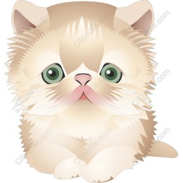 Fluffy Persian Cat