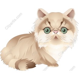 Adorable Persian Cat