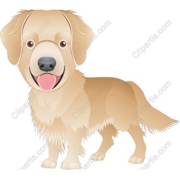 Adorable Golden Retriever