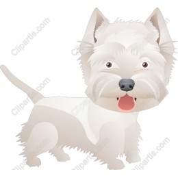 Charming West Highland White Terrier