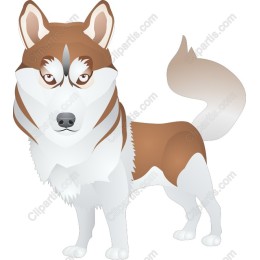 Majestic Husky