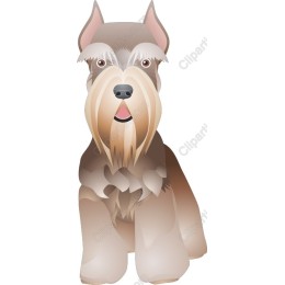 Charming Schnauzer