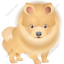 Fluffy Pomeranian Dog