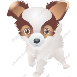 Playful Chihuahua