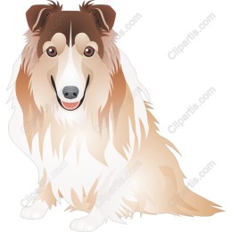 Charming Collie Dog