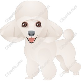 Charming White Poodle