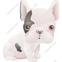 Cute French Bulldog