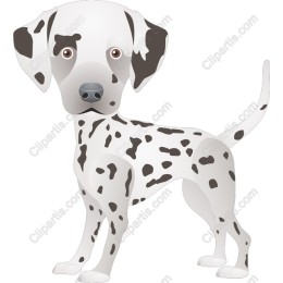 Dalmatian Dog