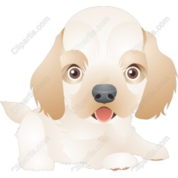 Adorable Puppy