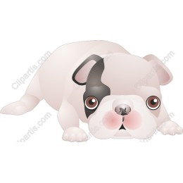 Charming French Bulldog