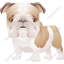 Charming Bulldog