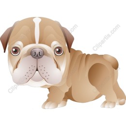 Adorable Bulldog