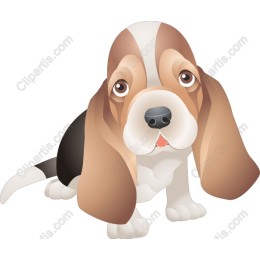 Beagle Puppy