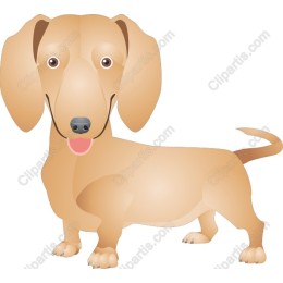 Charming Dachshund