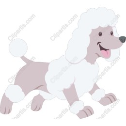 Playful Poodle