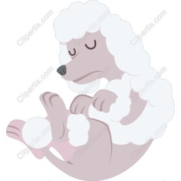 Sleeping Poodle