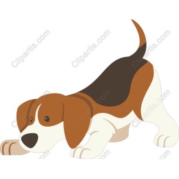 Beagle Dog