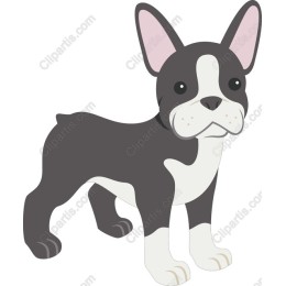 Charming French Bulldog