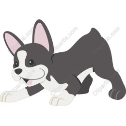 Playful French Bulldog