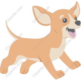 Playful Chihuahua