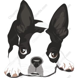Charming Boston Terrier