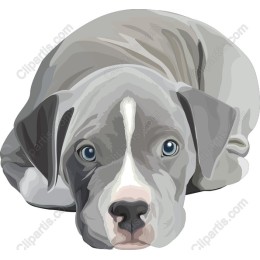 Charming Gray Puppy
