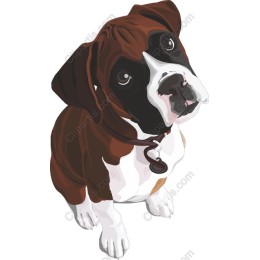 Adorable Boxer Dog