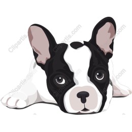 Charming French Bulldog