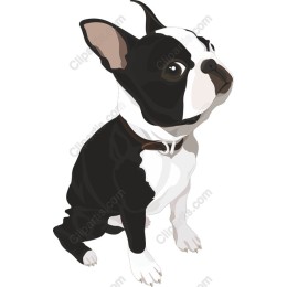 Charming Boston Terrier