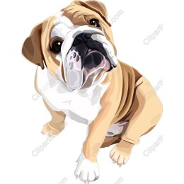 Charming Bulldog