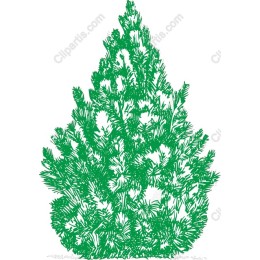 Green Pine Tree