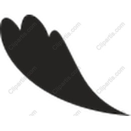 Elegant Black Feather