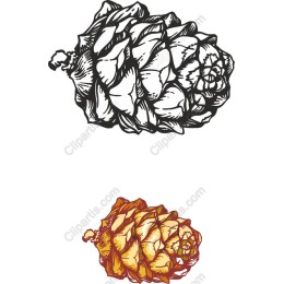Pine Cone