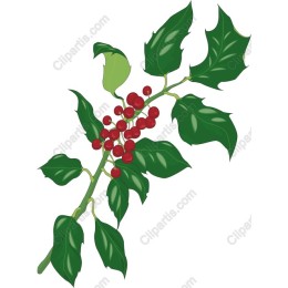 Vibrant Holly Branch