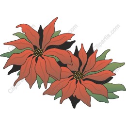 Vibrant Red Poinsettia