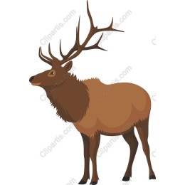 Majestic Stag in and
