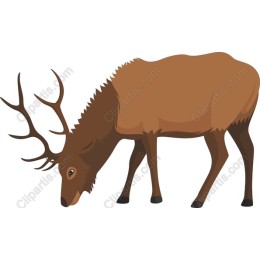 Majestic Deer