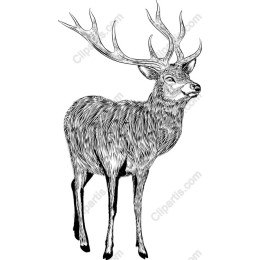 Majestic Stag