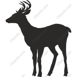 Majestic Deer